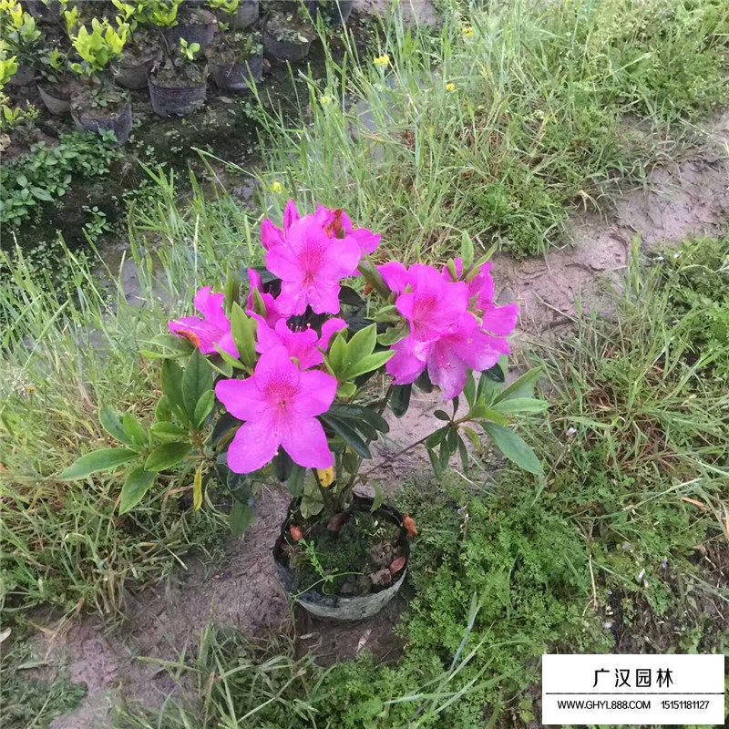 一年生杜鵑花小苗價格(圖2)
