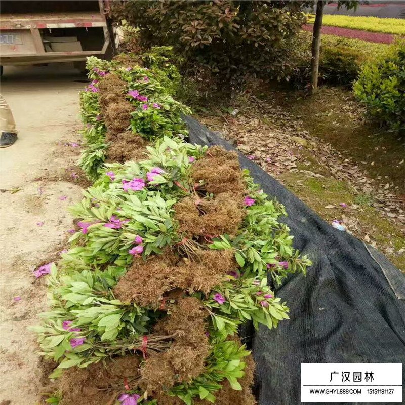 一年生杜鵑花小苗價格(圖3)