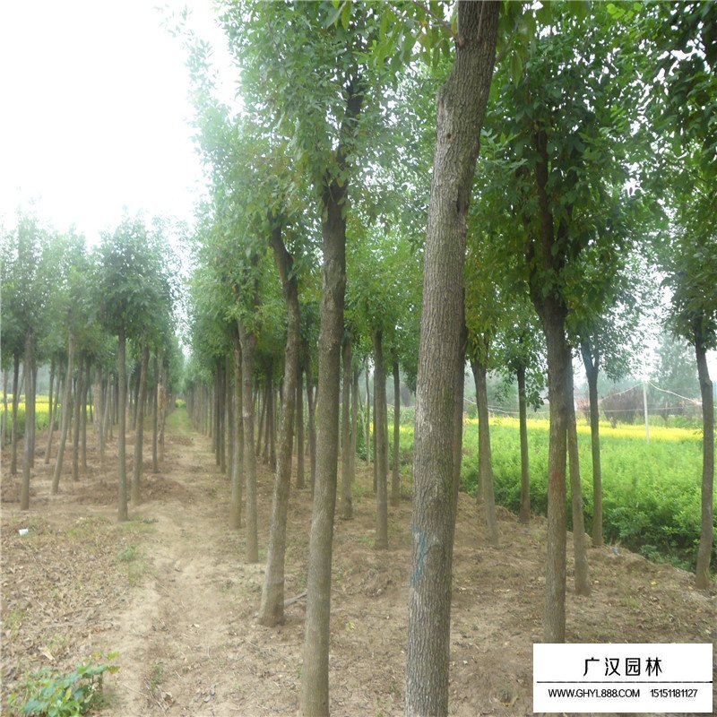 白臘樹苗價格