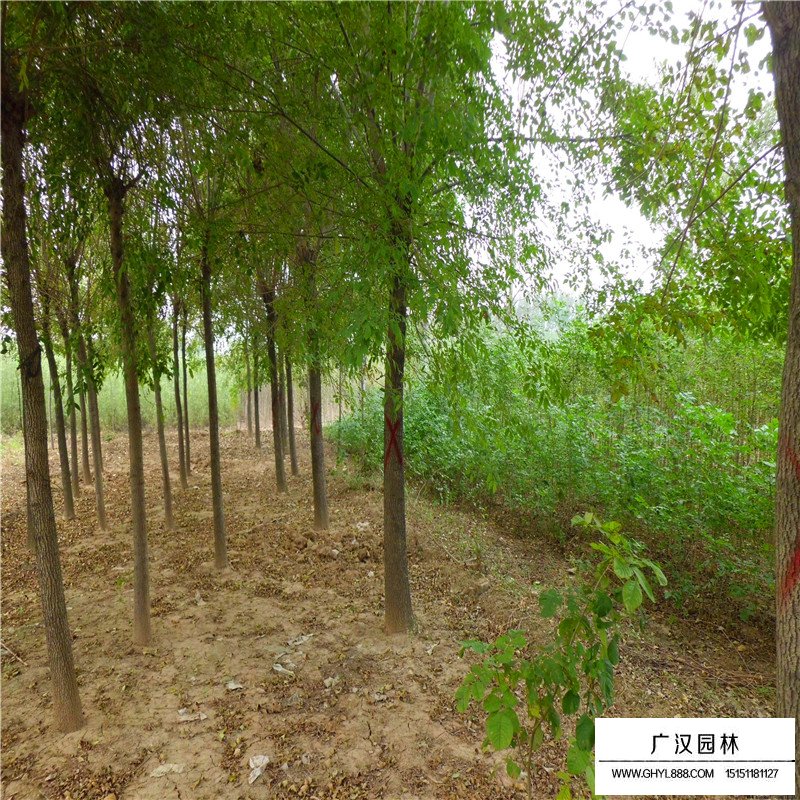 白臘樹苗價格
