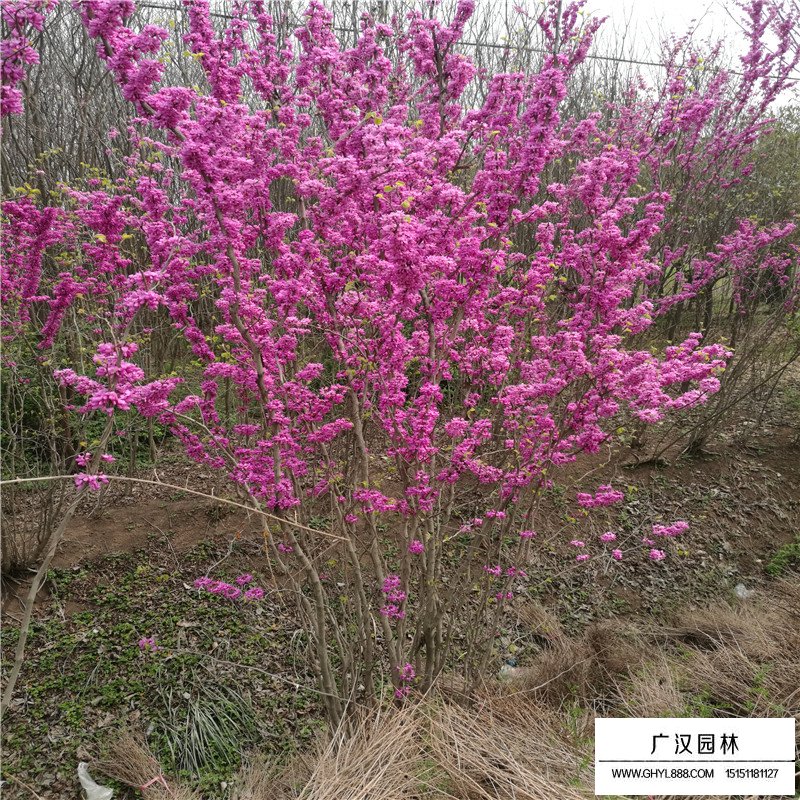 叢生紫荊的價格