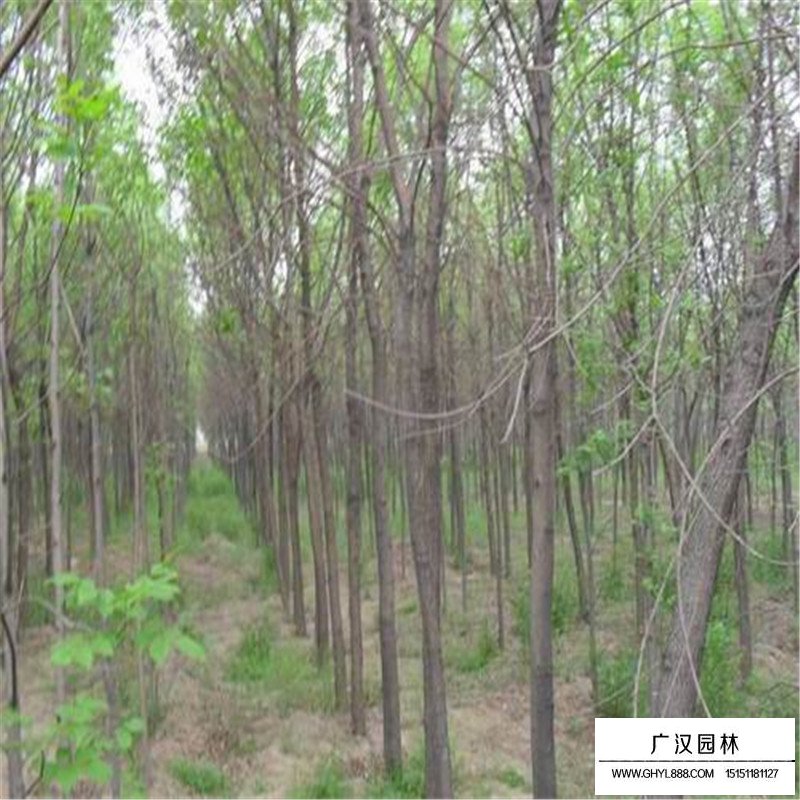 黃櫨樹苗價格