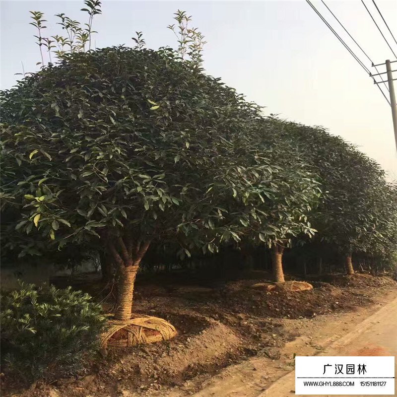 金桂小苗價格