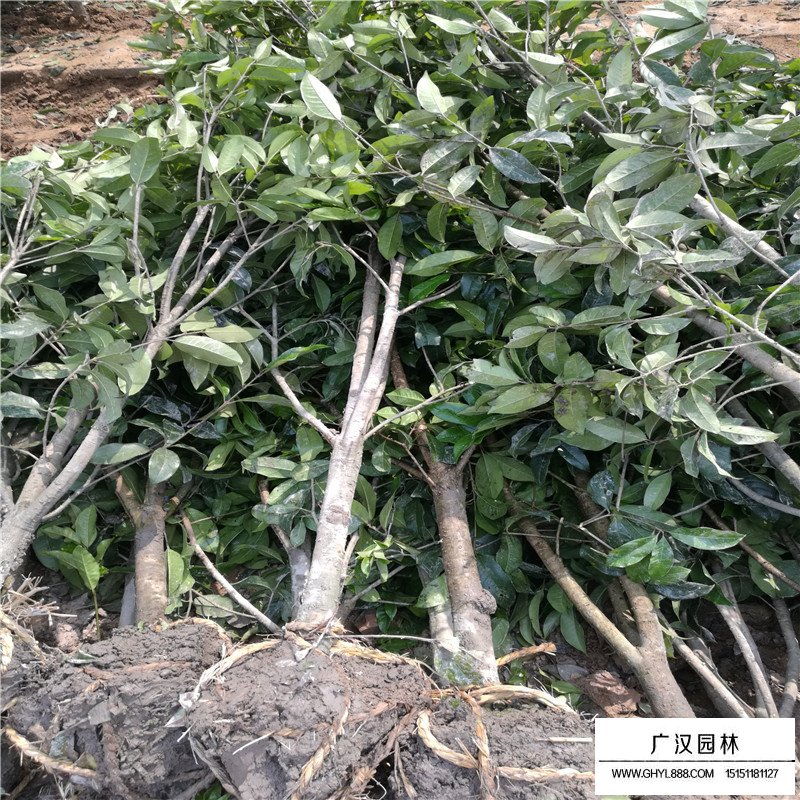 金桂小苗價格