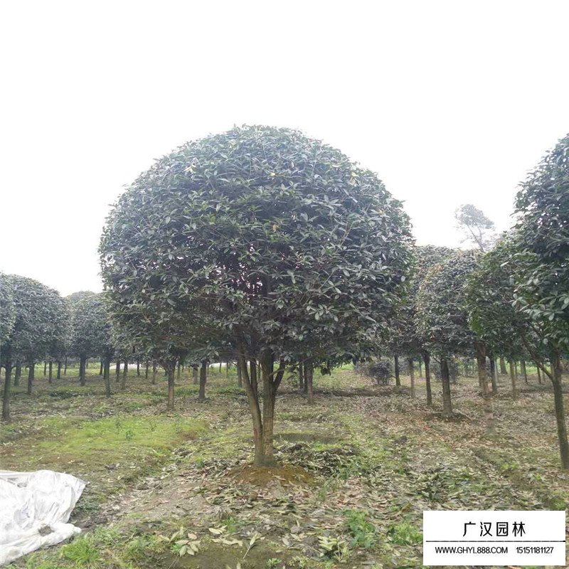 金桂小苗價格