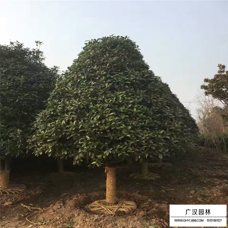 金桂小苗價格
