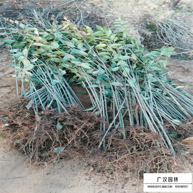 大葉女貞價格
