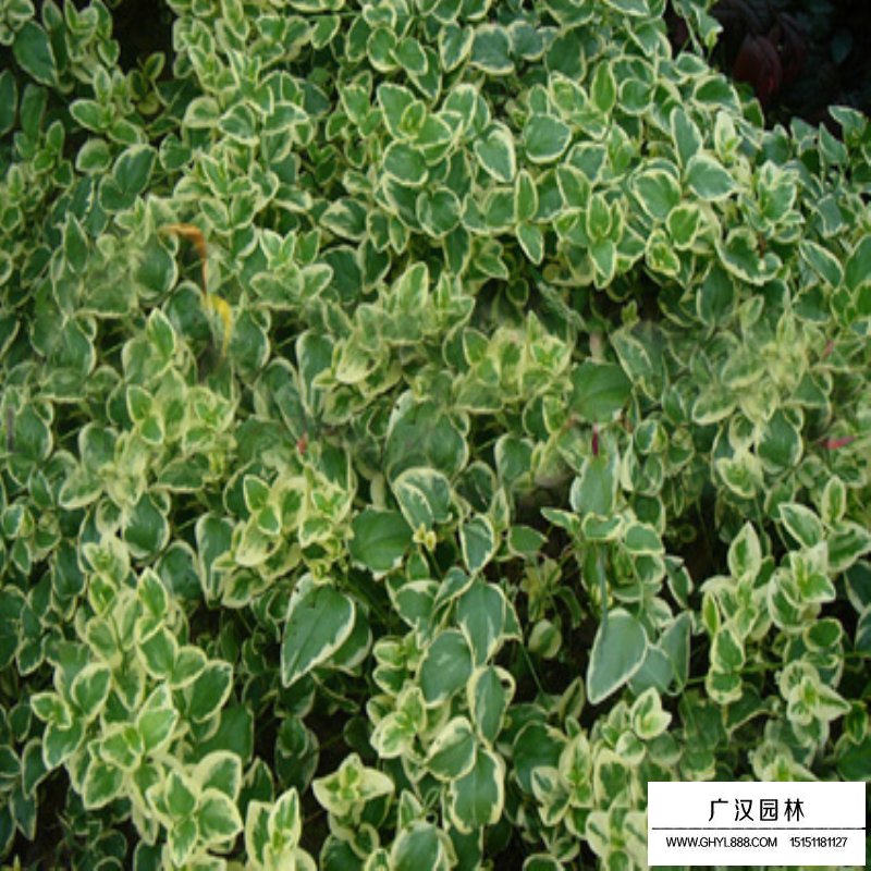 金邊扶芳藤基地