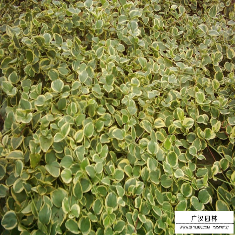 金邊扶芳藤基地