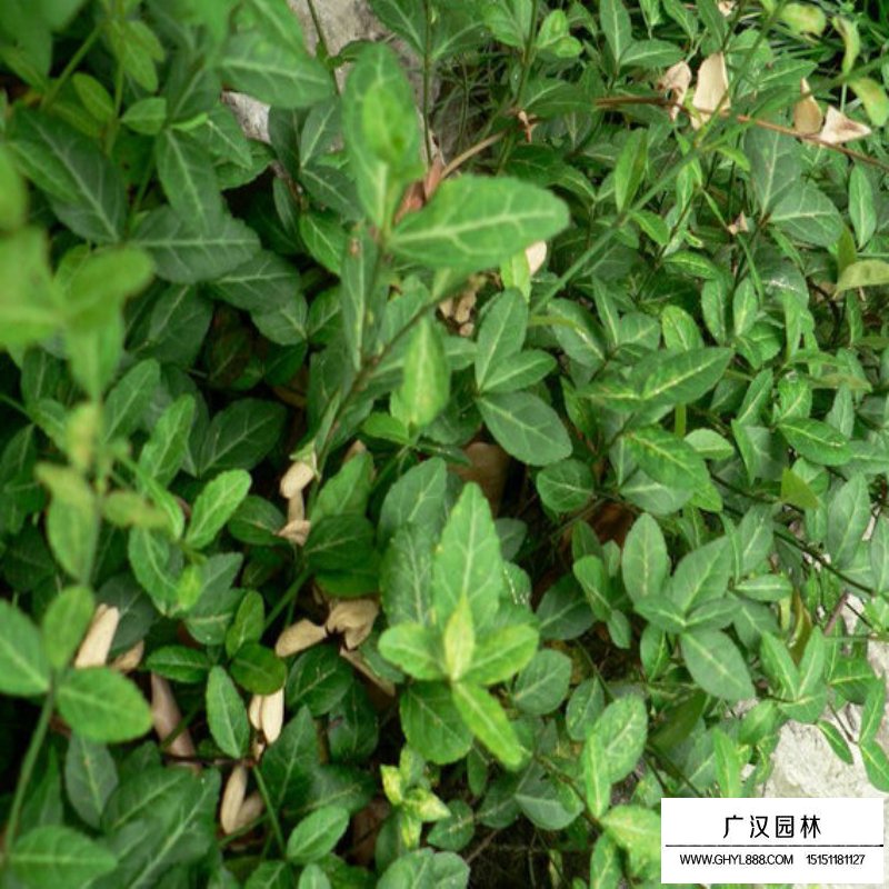 金邊扶芳藤基地
