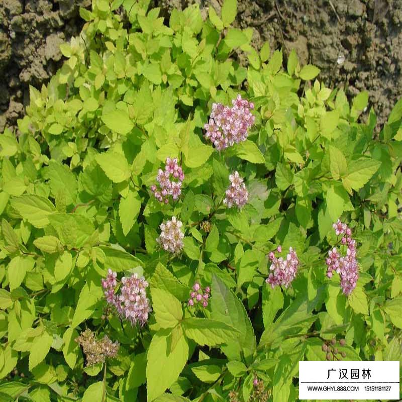 金山繡線菊基地