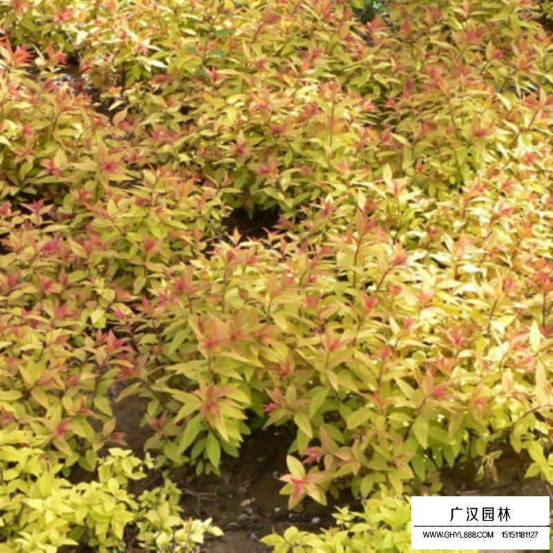 金山繡線菊基地