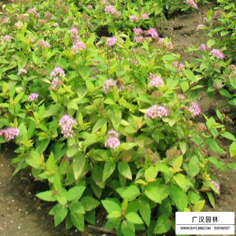 金山繡線菊基地
