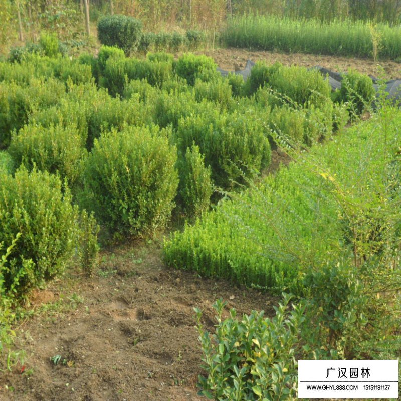 豆瓣黃楊球價格
