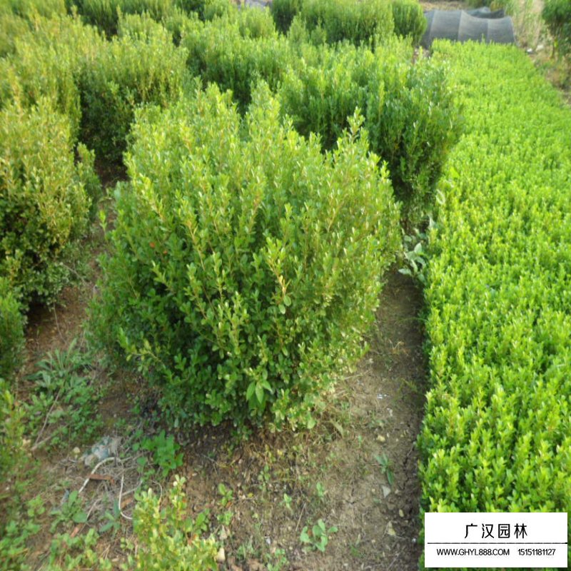 豆瓣黃楊球價格