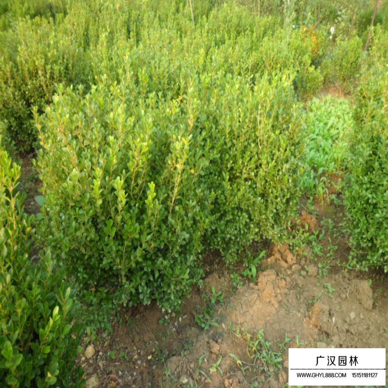 豆瓣黃楊球價格