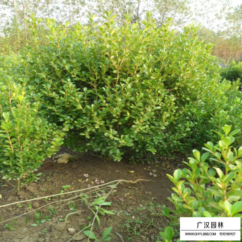 豆瓣黃楊球價格