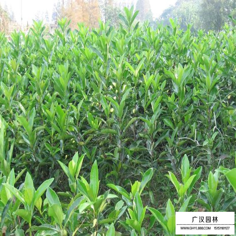 法青小苗價格