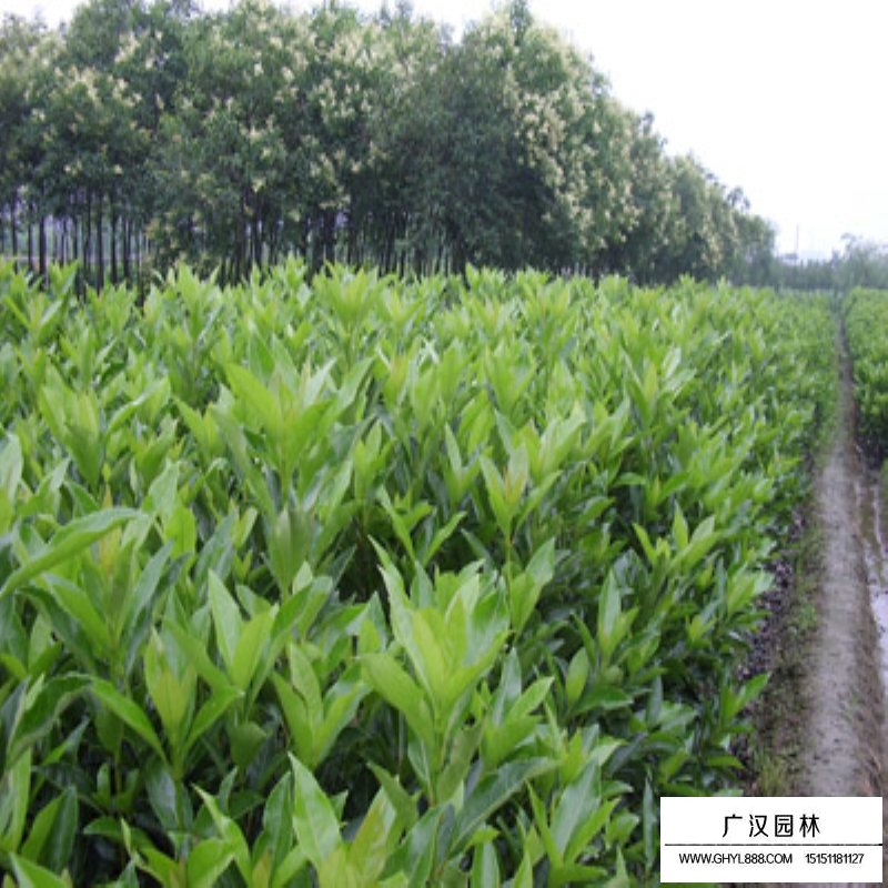 法青小苗價格