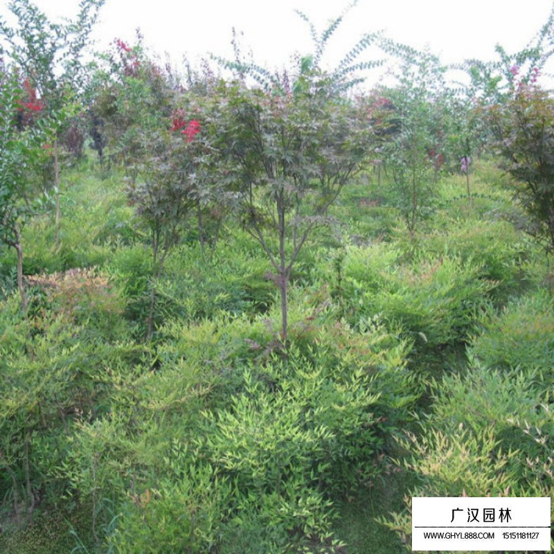 雞爪槭價格
