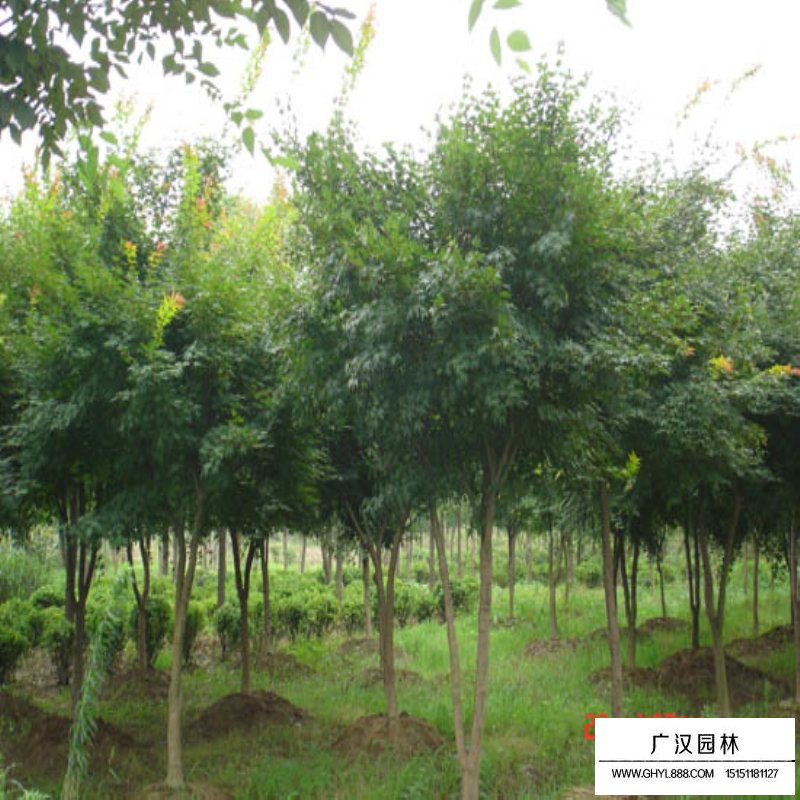 雞爪槭價格