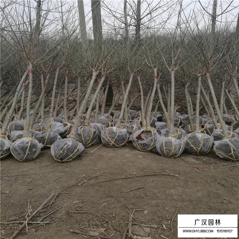嫁接紅梅價格