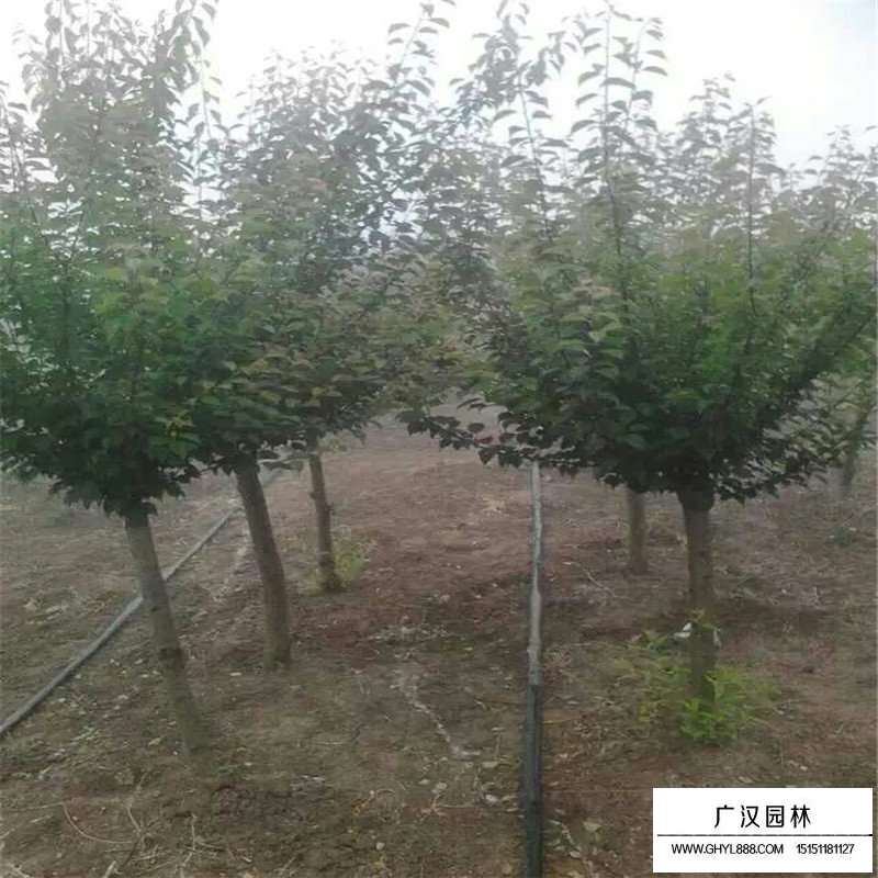 嫁接紅梅價格