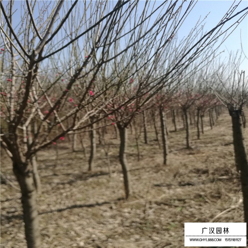 嫁接紅梅價格