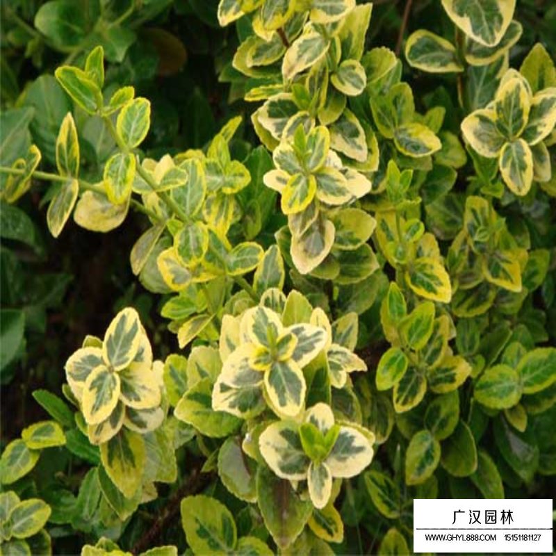 金邊扶芳藤價格