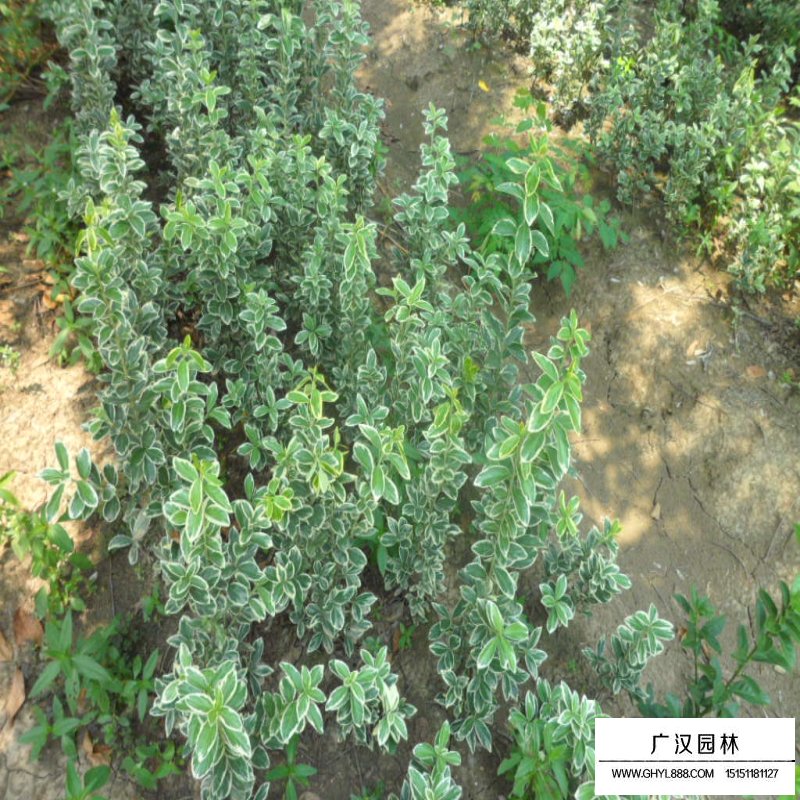 金邊黃楊小苗價格