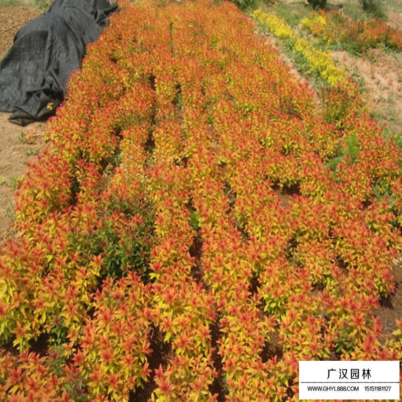 金山繡線菊價格