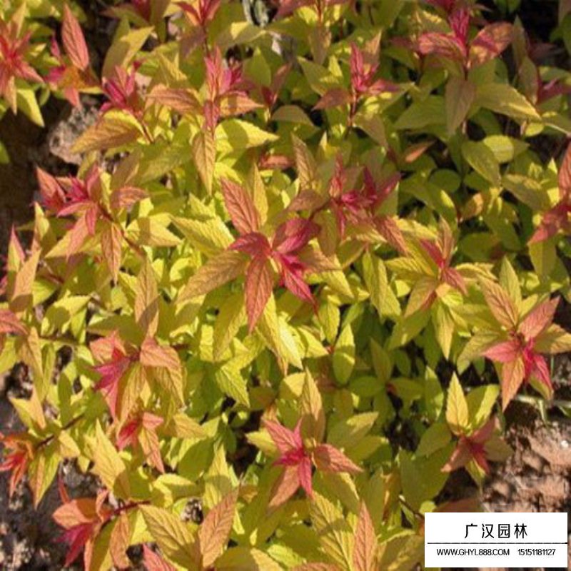 金山繡線菊價格