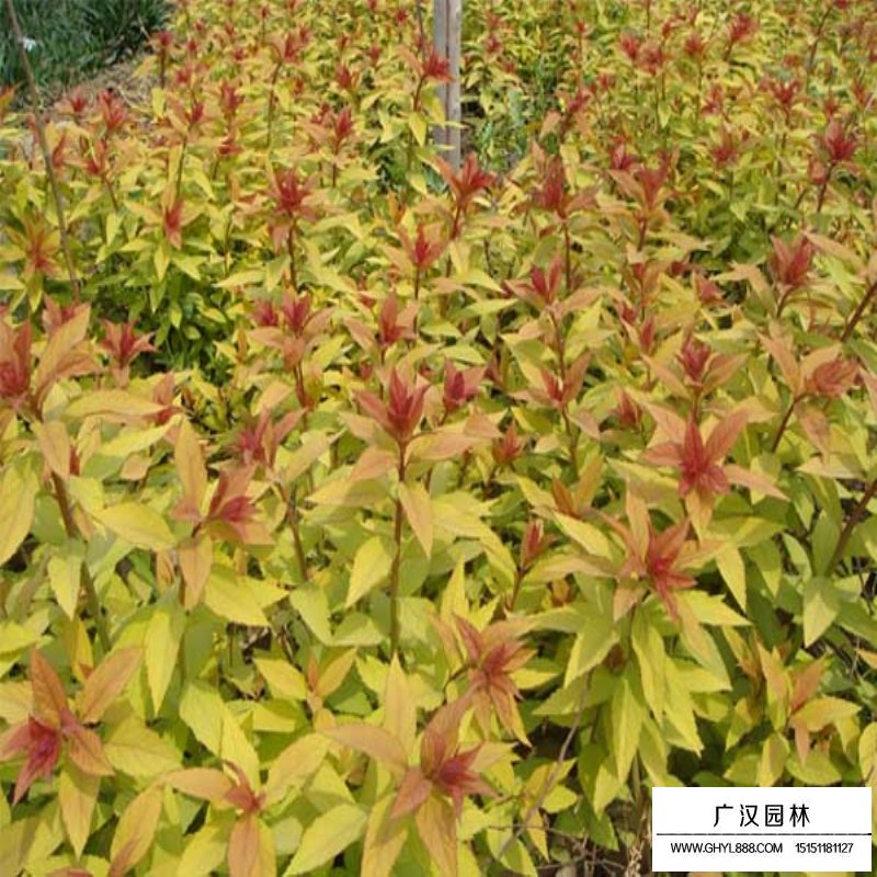 金山繡線菊價格