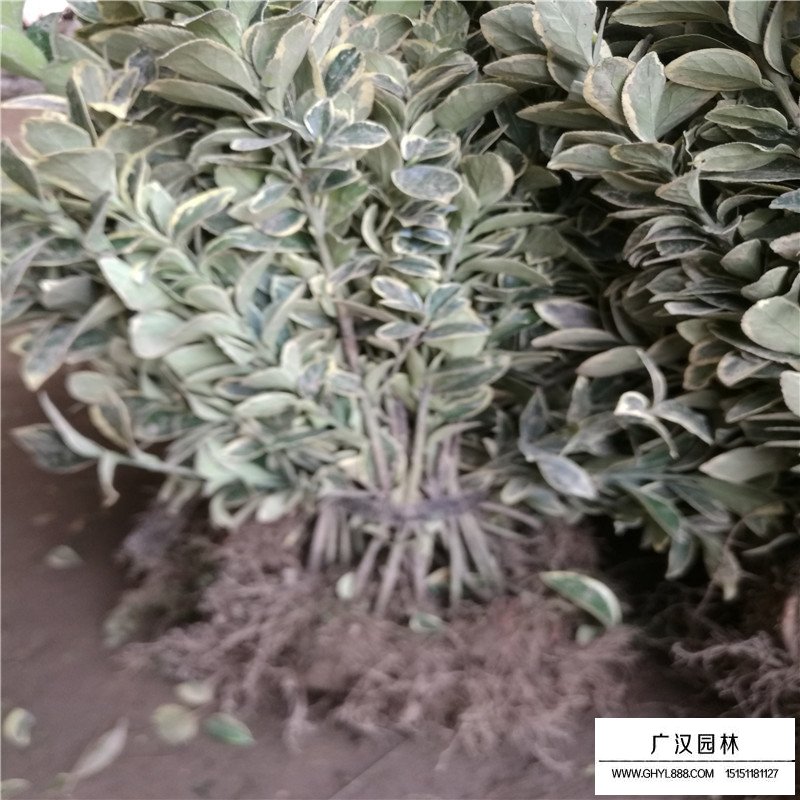 金邊黃楊價格