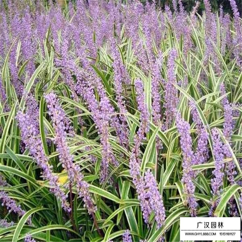 金邊麥冬草價格