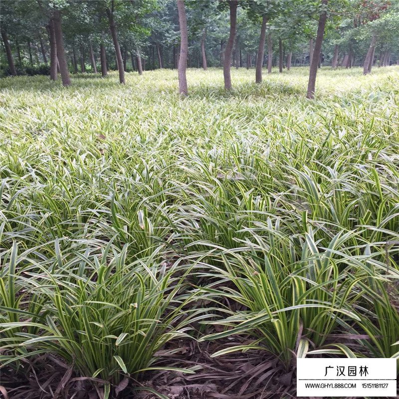 金邊萬年久是什么植物(圖3)