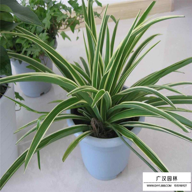 金邊萬年久是什么植物(圖4)