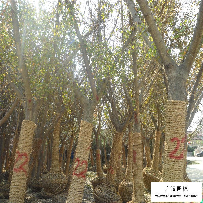 嫁接銀杏價格