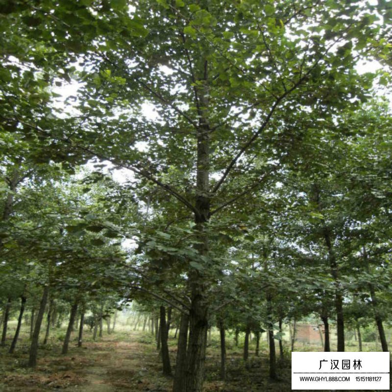 嫁接銀杏價格