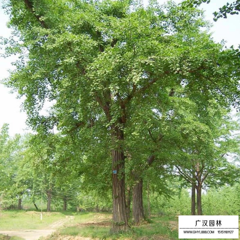 嫁接銀杏價格