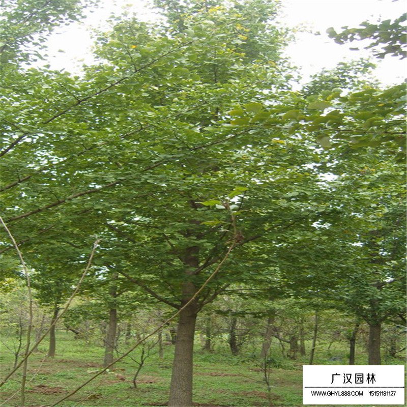實生銀杏樹和嫁接銀杏樹的優缺點分析(圖2)