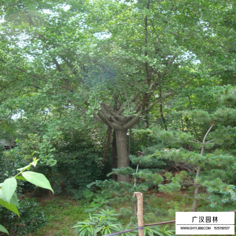 實生銀杏樹和嫁接銀杏樹的優缺點分析(圖5)