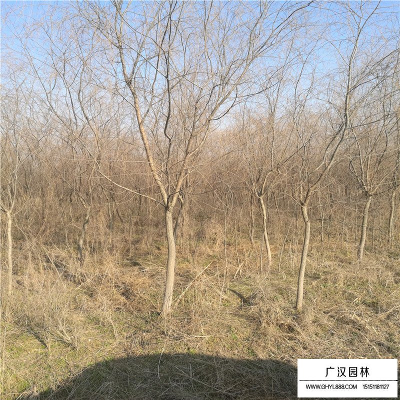金絲垂柳基地