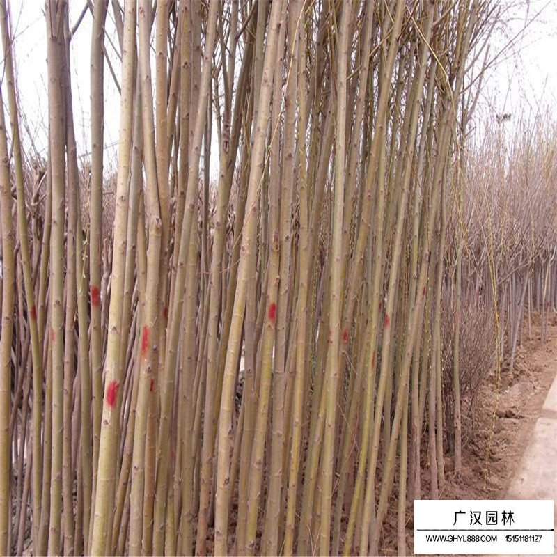 金絲垂柳基地