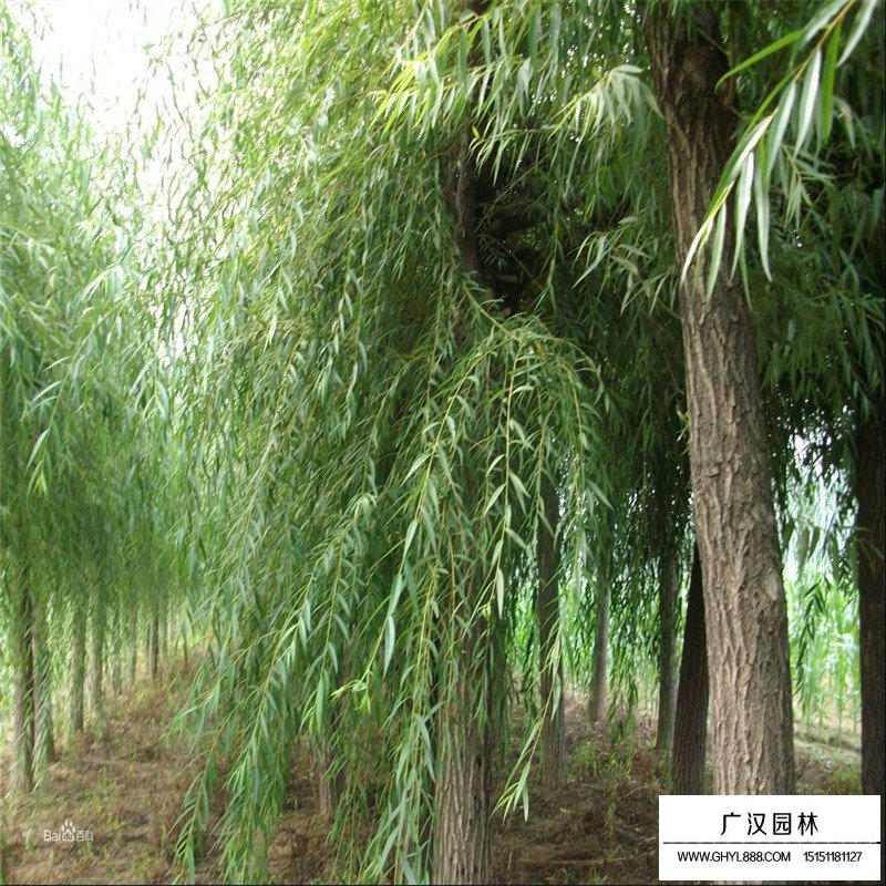 金絲垂柳基地