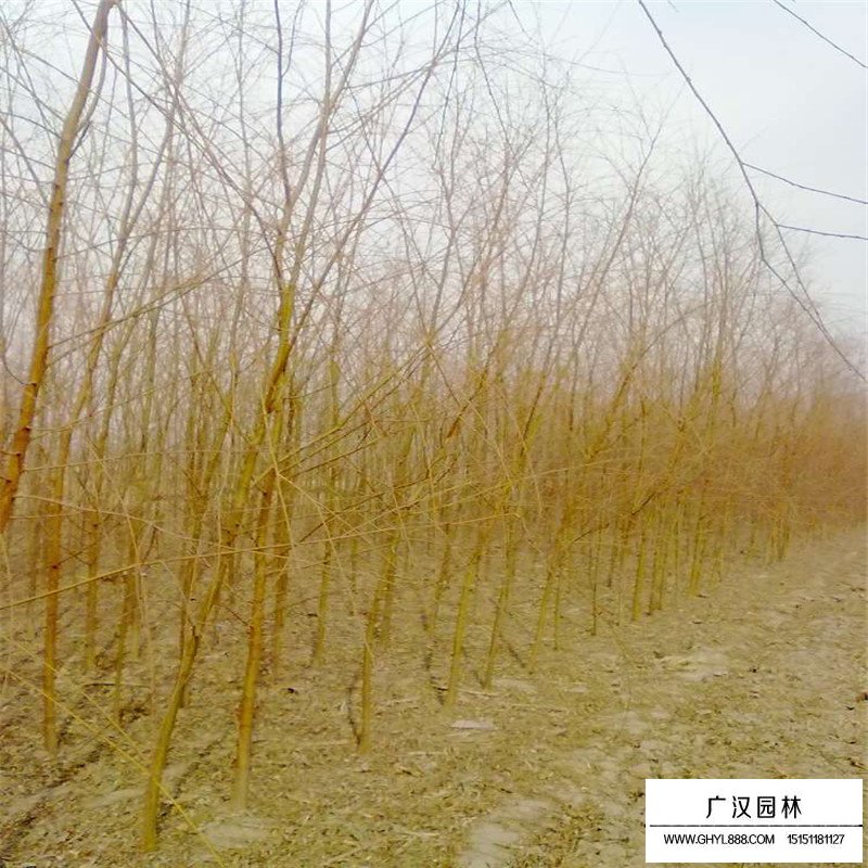 金絲垂柳基地