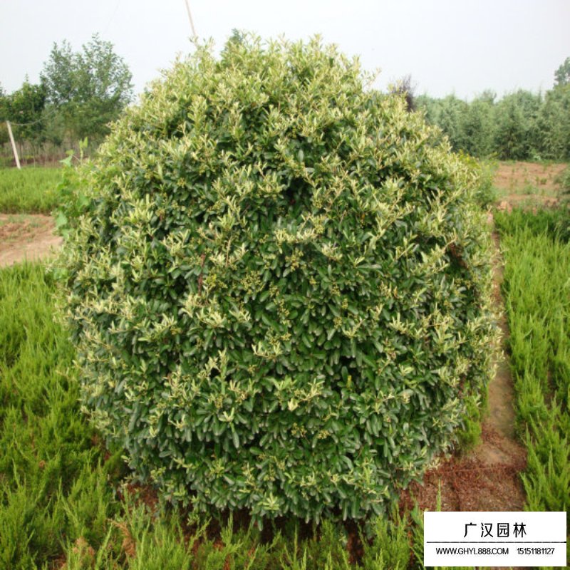 火棘苗價格