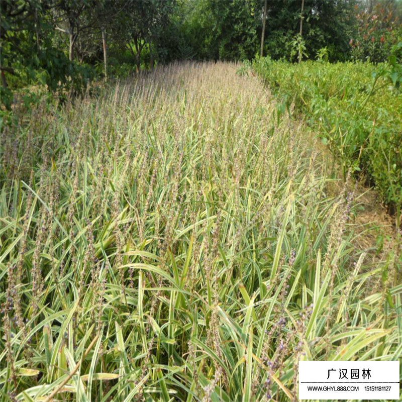 金邊麥冬草價格