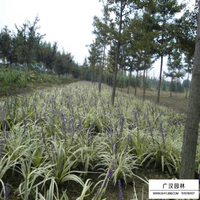 金邊麥冬草價格