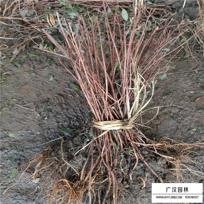金絲桃和金絲梅有什么區別(圖7)